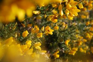 Yellow flowers of gorse