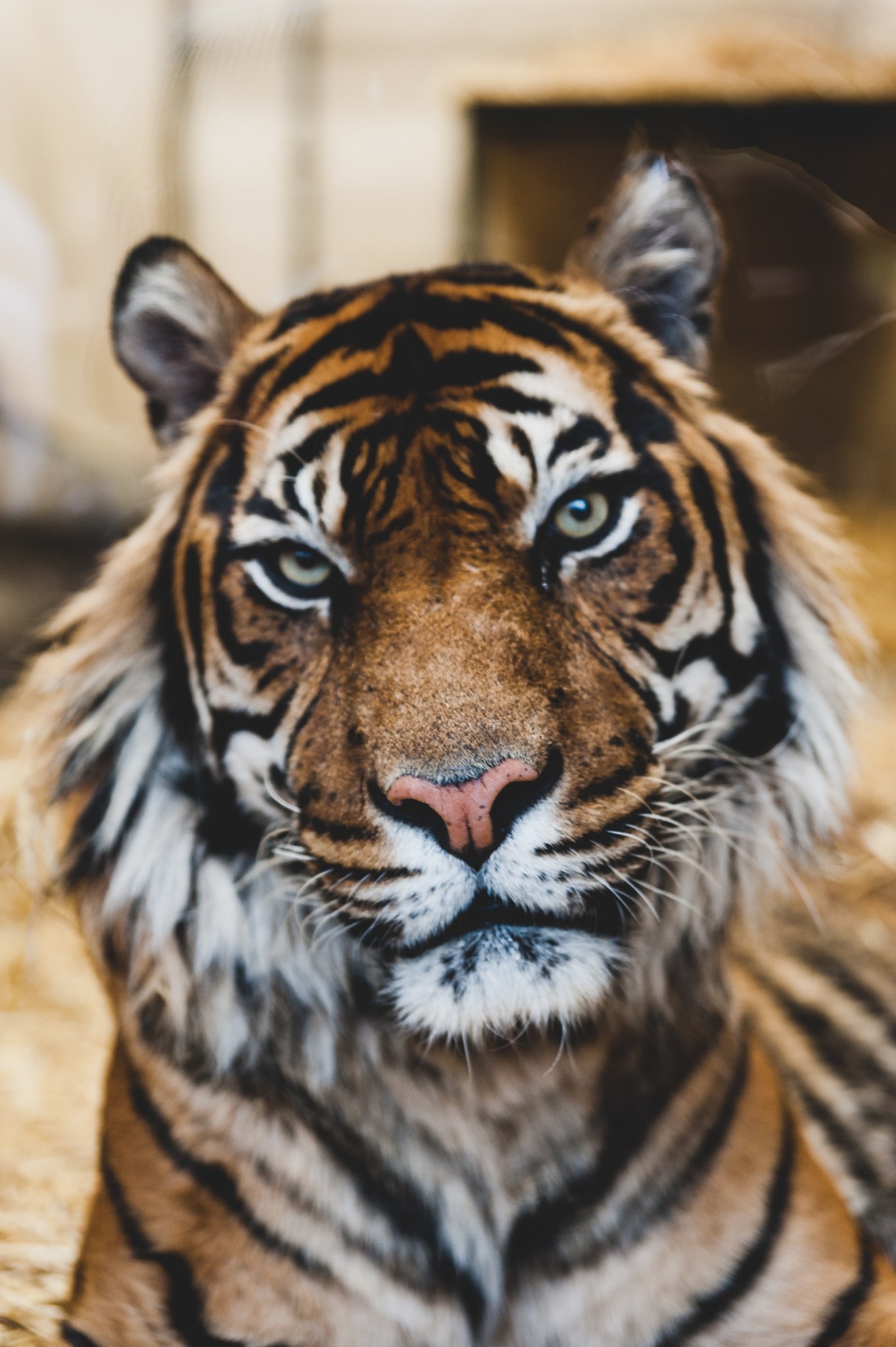 Dartmoor Zoo is home to a pair or Amur Tigers - Dragan and Alisha